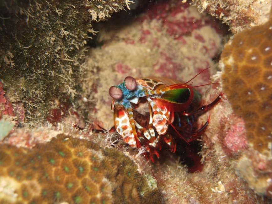 Mariana Bedeutung 5 faszinierende Fakten, die du wissen solltest 16 mariana bedeutung