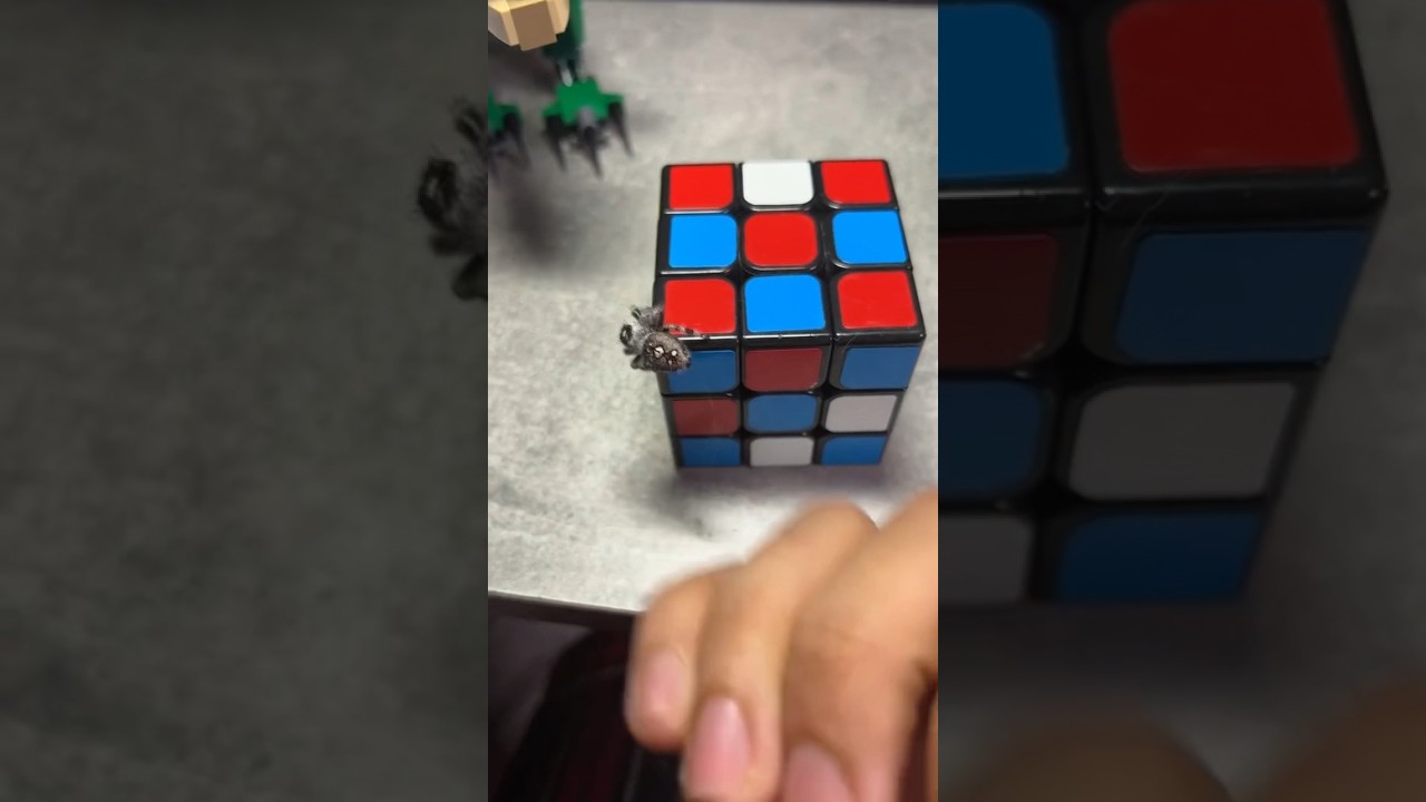 traumdeutung spinne springt mich an